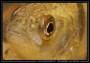 A close shot of a Perch during my last night dive... Que ... by Michel Lonfat 